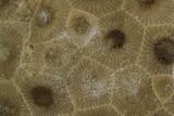 2.2" Polished "Petoskey Stone" (Fossil Coral) - Michigan - #131053-1